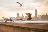 Photo Wallpaper The pigeons on the roof