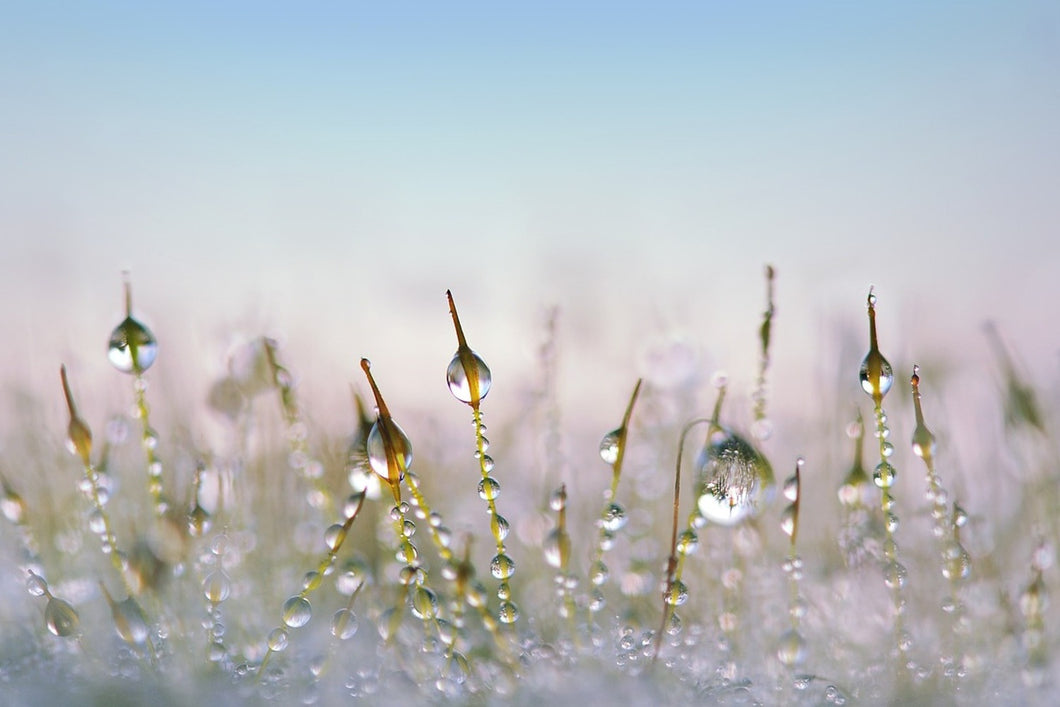 Photo Wallpaper The dew drops