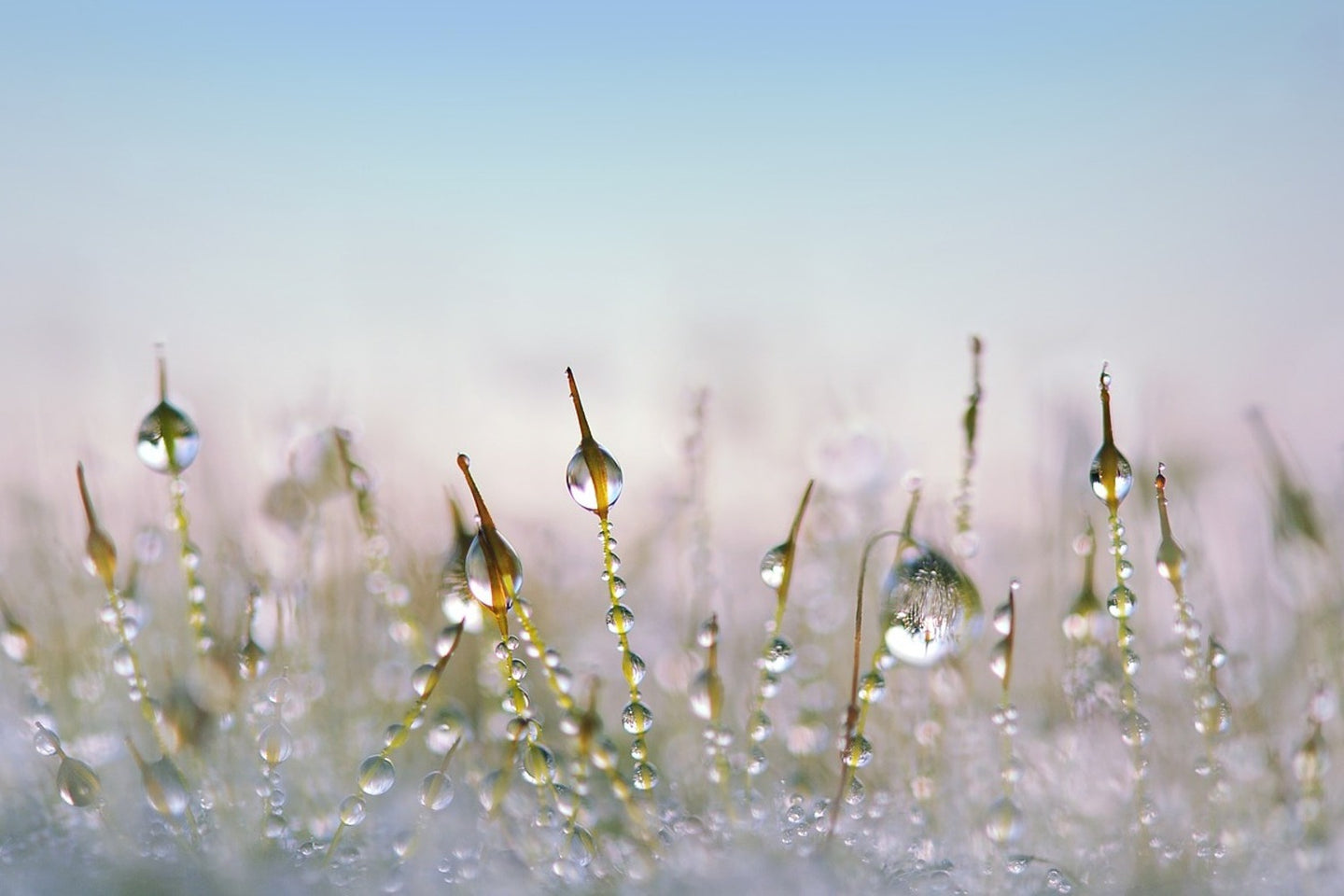 Photo Wallpaper The dew drops