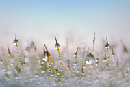 Photo Wallpaper The dew drops