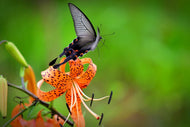 Photo Wallpaper The Tiger Lily and the butterfly