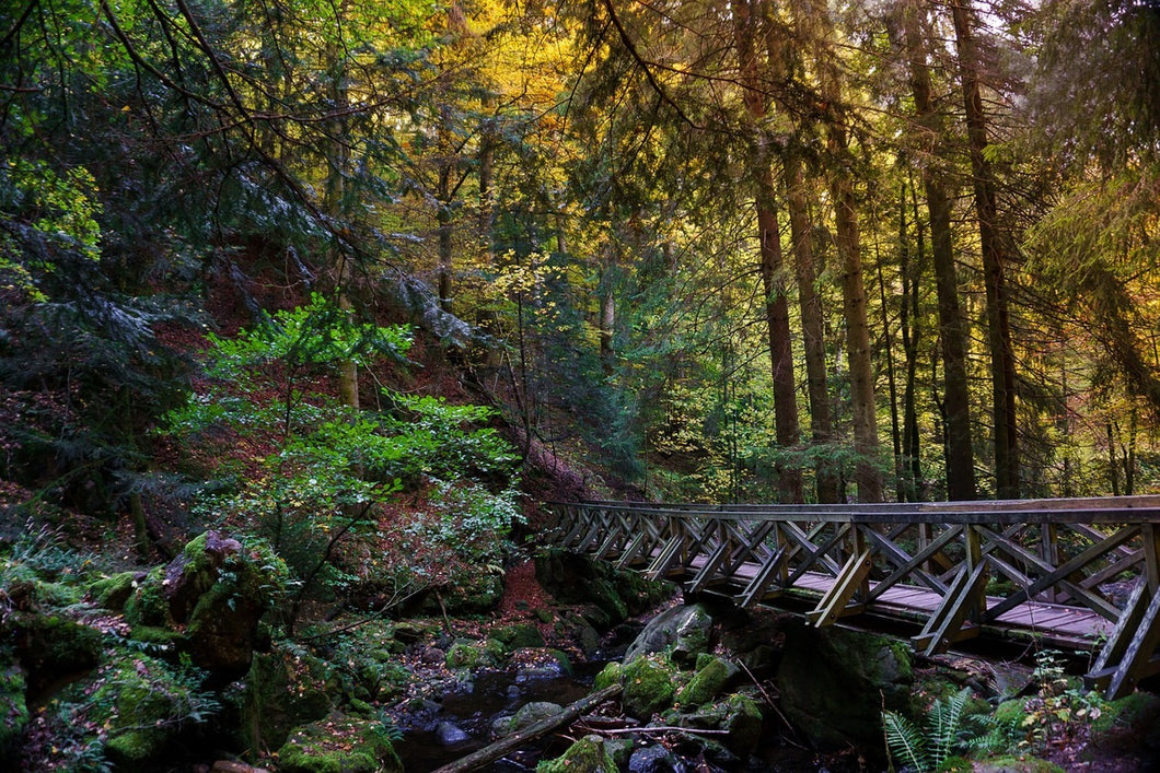 Photo Wallpaper The forest bridge