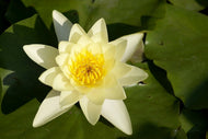Photo Wallpaper The water lily in yellow