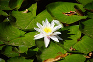 Photo Wallpaper The white water lily