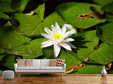 Load image into Gallery viewer, Photo Wallpaper The white water lily
