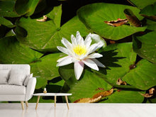 Load image into Gallery viewer, Photo Wallpaper The white water lily
