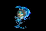 Photo Wallpaper The world of dolphins