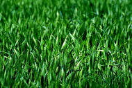 Photo Wallpaper The meadow in XL