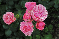 Photo Wallpaper The wild roses in pink