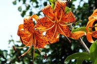 Photo Wallpaper The wild tiger lilies