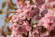 Photo Wallpaper The ornamental cherry