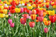 Photo Wallpaper A colorful tulip field