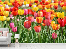 Load image into Gallery viewer, Photo Wallpaper A colorful tulip field
