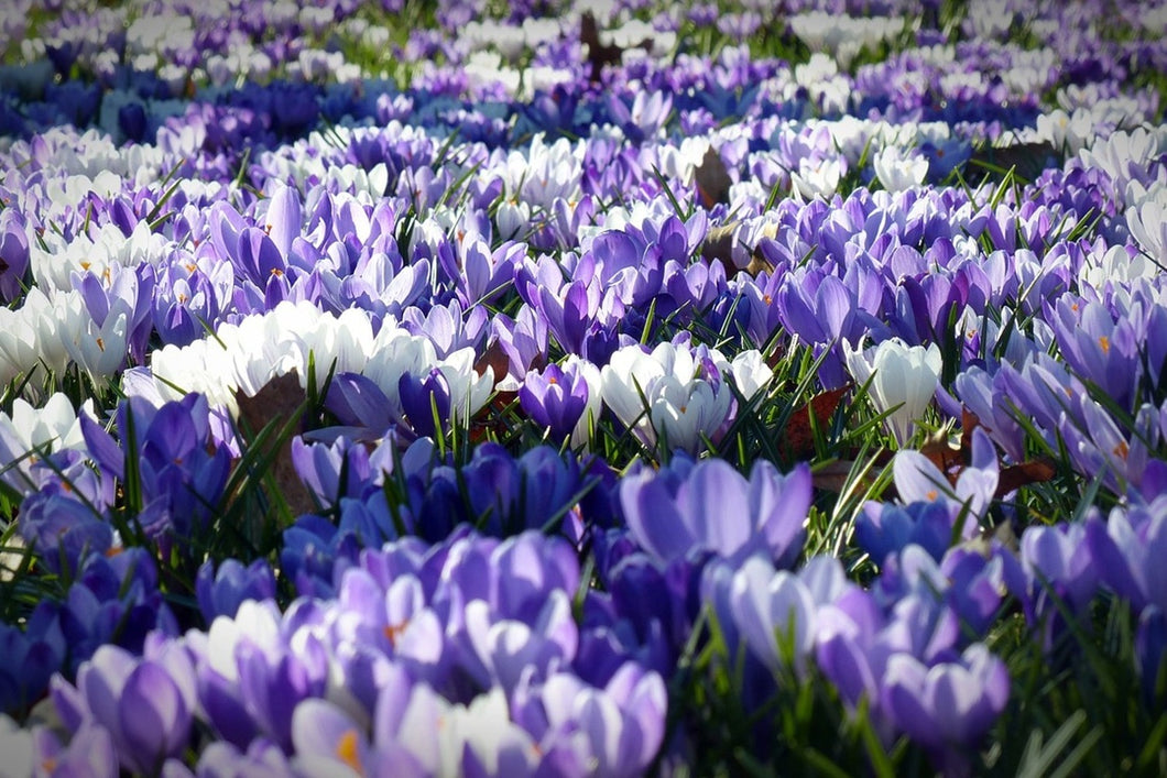Photo Wallpaper A field full of crocuses