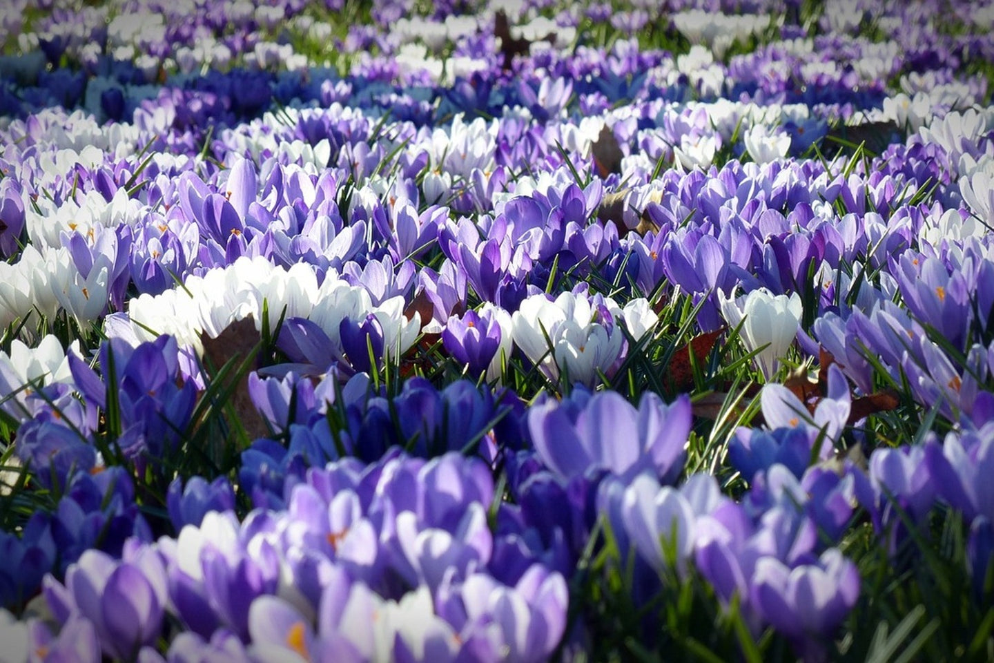 Photo Wallpaper A field full of crocuses