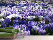 Load image into Gallery viewer, Photo Wallpaper A field full of crocuses
