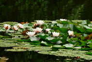 Photo Wallpaper A field full of water lilies