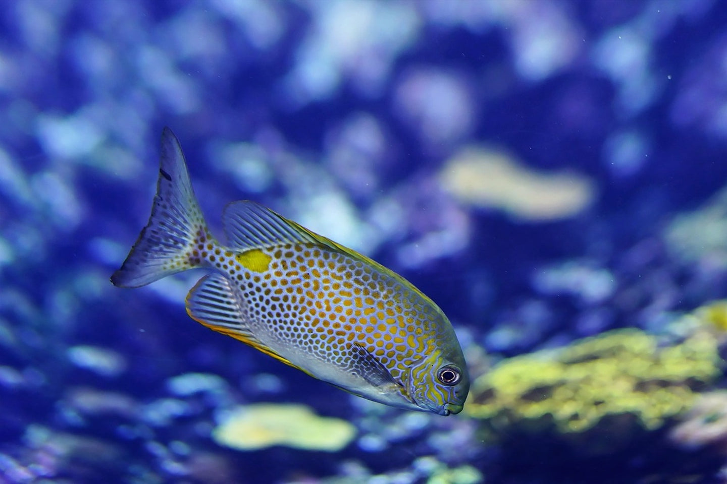 Photo Wallpaper A fish in the aquarium