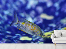 Load image into Gallery viewer, Photo Wallpaper A fish in the aquarium
