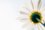 Photo Wallpaper A daisy