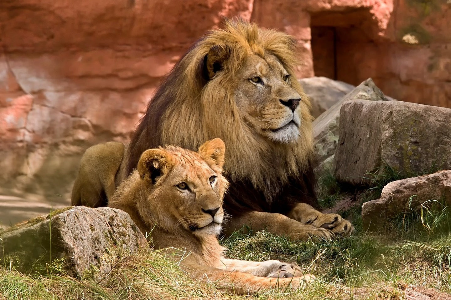 Photo Wallpaper A lion couple