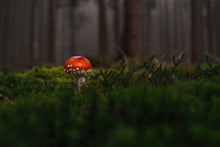 Load image into Gallery viewer, Photo Wallpaper A mushroom in the forest
