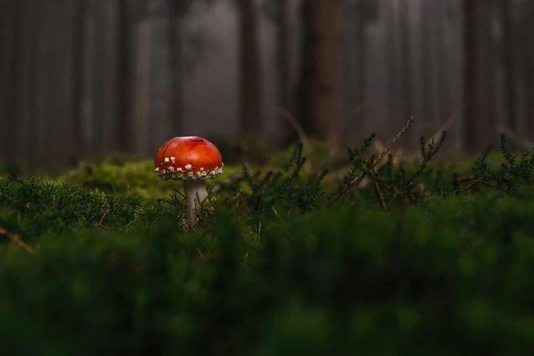 Photo Wallpaper A mushroom in the forest