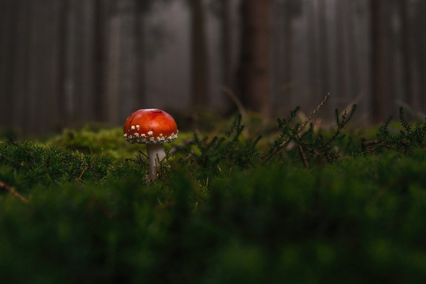 Photo Wallpaper A mushroom in the forest