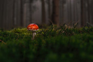 Photo Wallpaper A mushroom in the forest