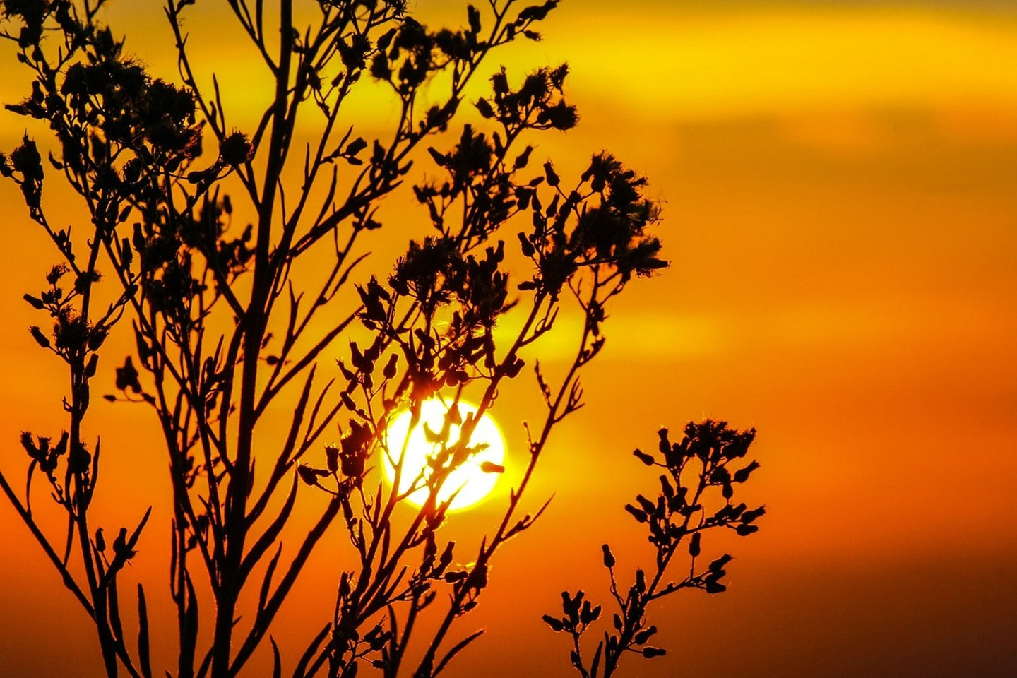 Photo Wallpaper A shrub in the sunset