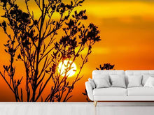 Load image into Gallery viewer, Photo Wallpaper A shrub in the sunset
