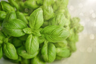 Photo Wallpaper A bouquet of basil