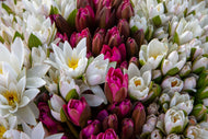Photo Wallpaper A bouquet of water lilies