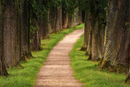 Photo Wallpaper A path in the forest