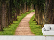 Load image into Gallery viewer, Photo Wallpaper A path in the forest
