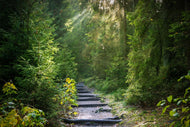 Photo Wallpaper A path between firs