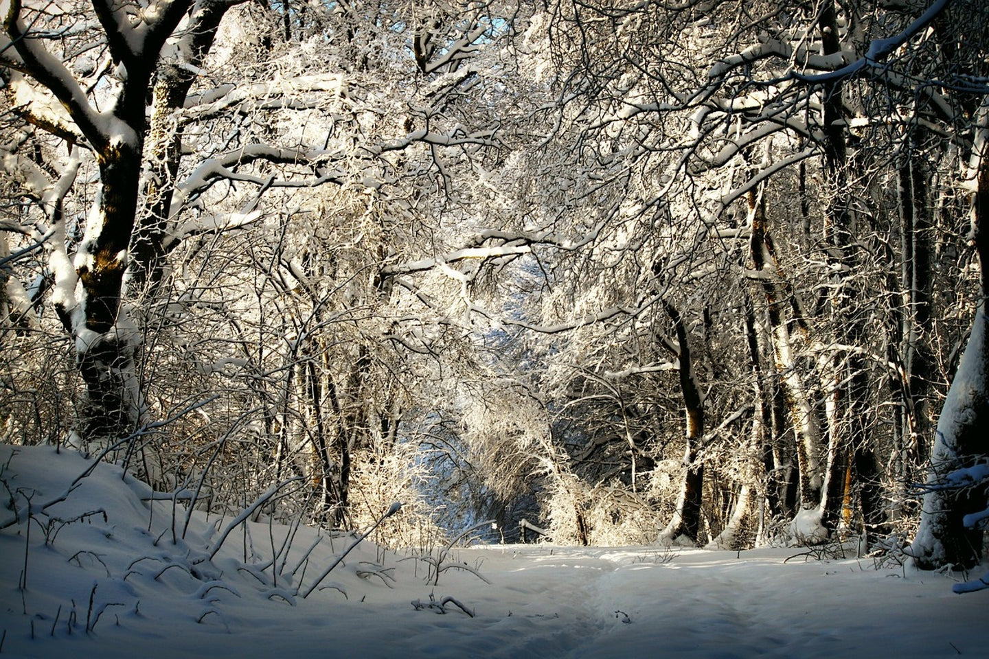 Photo Wallpaper A winter dream