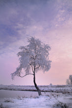 Load image into Gallery viewer, Photo Wallpaper A winter tree
