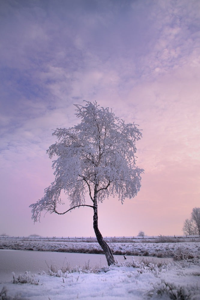 Photo Wallpaper A winter tree