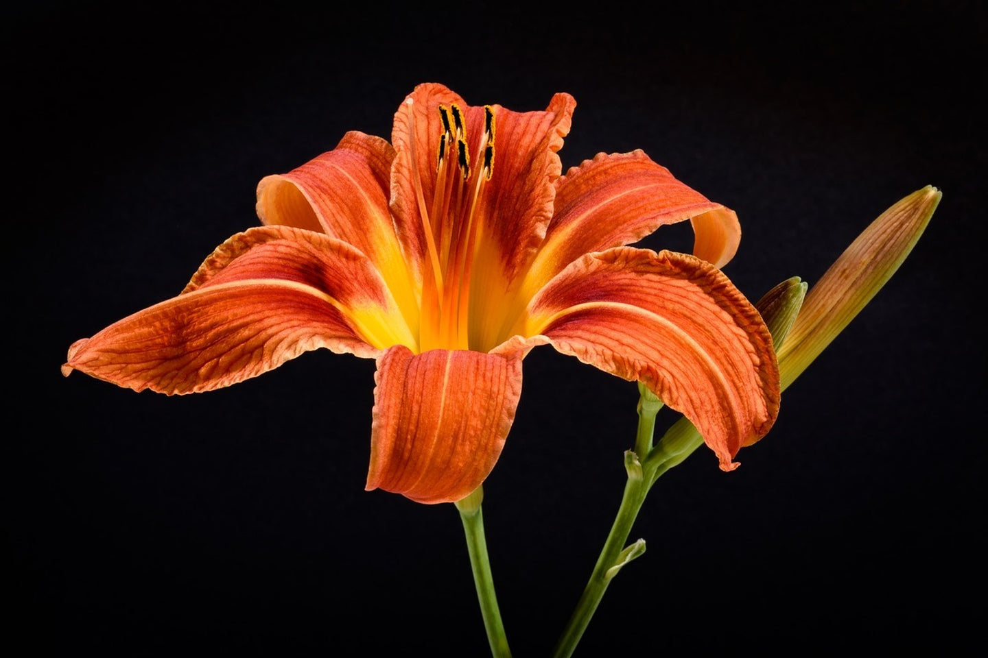 Photo Wallpaper A lily flower in orange