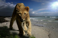 Photo Wallpaper A lioness on the beach