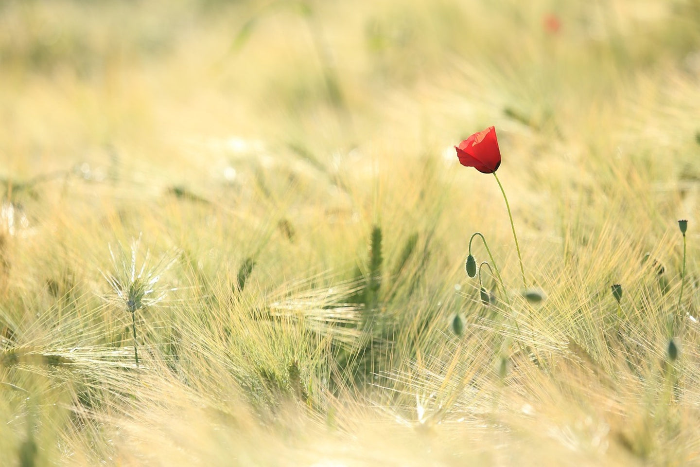 Photo Wallpaper A poppy