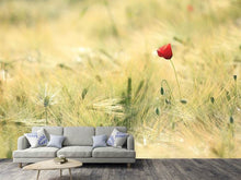 Load image into Gallery viewer, Photo Wallpaper A poppy
