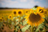 Photo Wallpaper A sunflower in the field