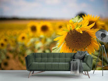 Load image into Gallery viewer, Photo Wallpaper A sunflower in the field
