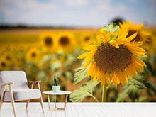 Load image into Gallery viewer, Photo Wallpaper A sunflower in the field
