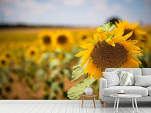 Load image into Gallery viewer, Photo Wallpaper A sunflower in the field
