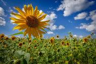 Photo Wallpaper A sunflower among many