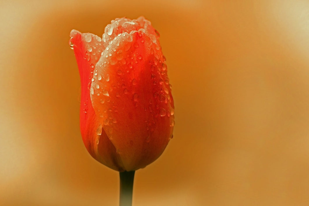 Photo Wallpaper A tulip in the morning dew