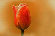 Photo Wallpaper A tulip in the morning dew
